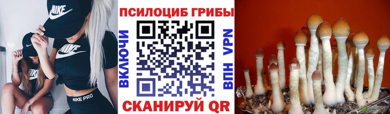 наркотики  Геленджик  Псилоцибиновые грибы Cubensis 